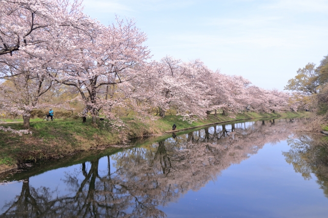 福岡櫃の桜