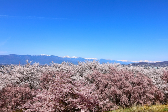 弘法山古墳の桜