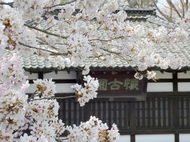 小諸城址 懐古園の桜