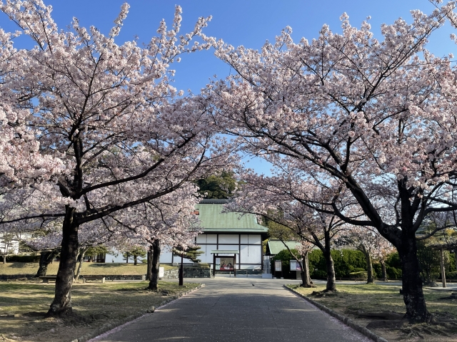 徳島城跡の桜