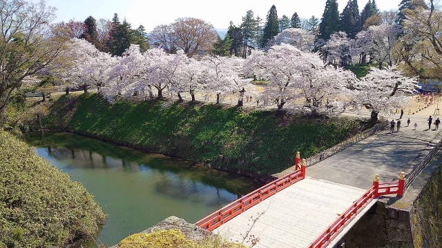 鶴ヶ城公園の桜