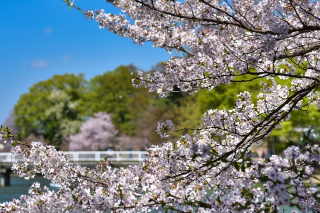 臥竜公園の桜