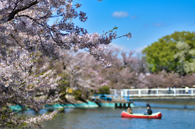 臥竜公園の桜