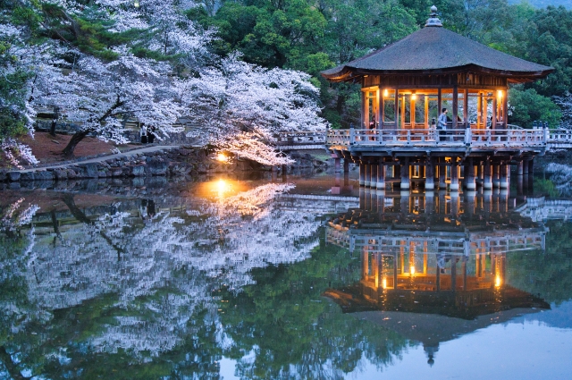 奈良公園の夜桜