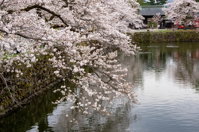 松が岬公園の桜