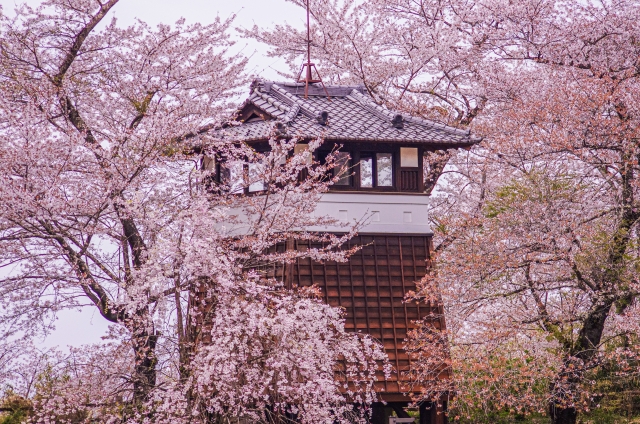 大田原市の黒羽城址公園の桜