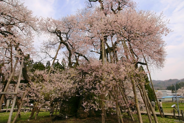 伊佐沢の久保桜