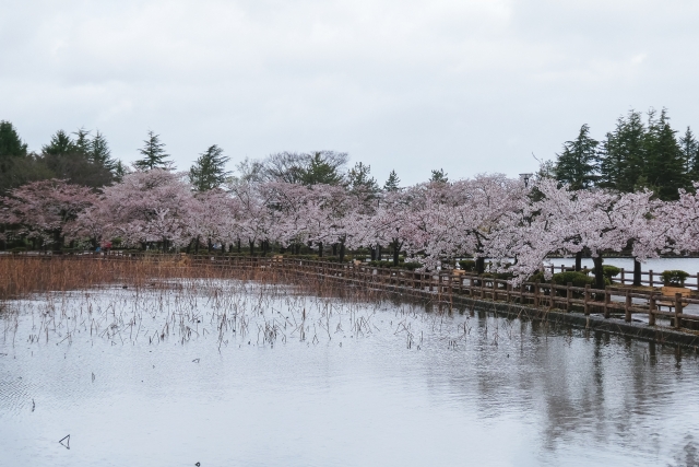 猿賀公園の桜