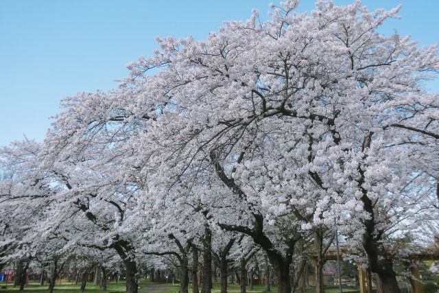 合浦公園の桜