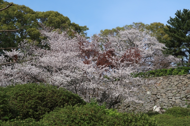 福岡市の西公園の桜