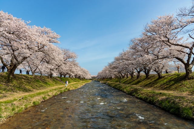 あさひ舟川の桜