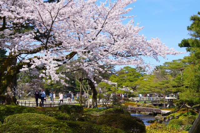 特別名勝 兼六園の桜