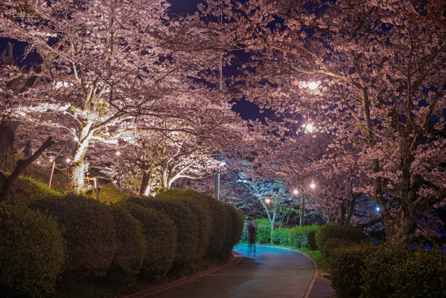 甘木公園の桜ライトアップ