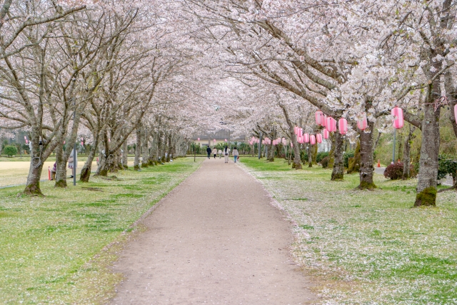 忠元公園の桜