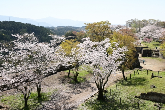 岡城址の桜