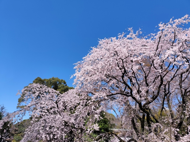 六義園のしだれ桜