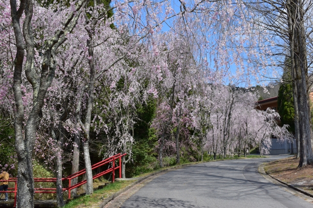 世羅甲山ふれあいの里の桜
