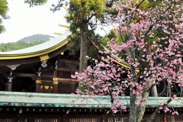 宮地嶽神社の桜