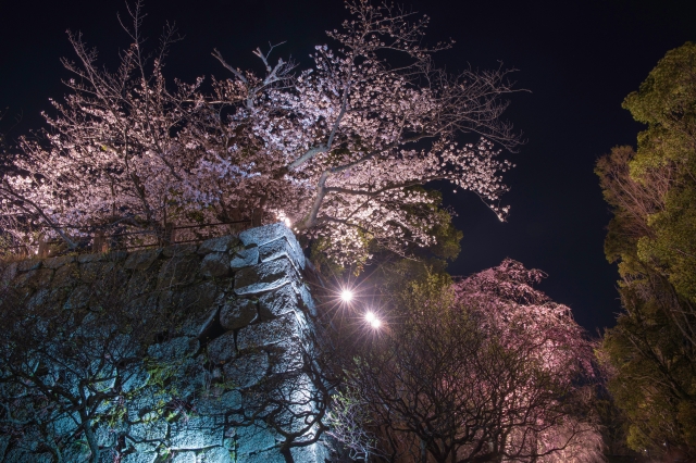 福岡城さくらまつりのライトアップ