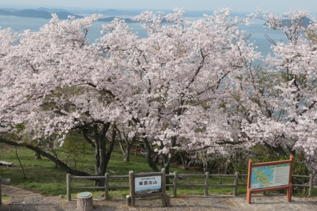 紫雲出山の桜