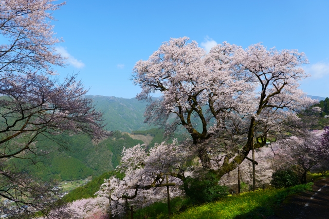 仁淀川町のひょうたん桜
