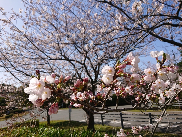 海の中道海浜公園の桜