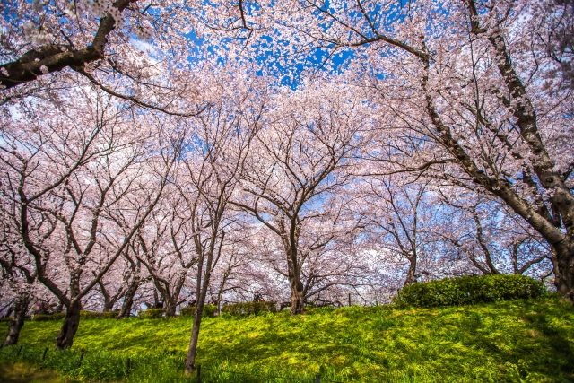 幸手権現堂の桜