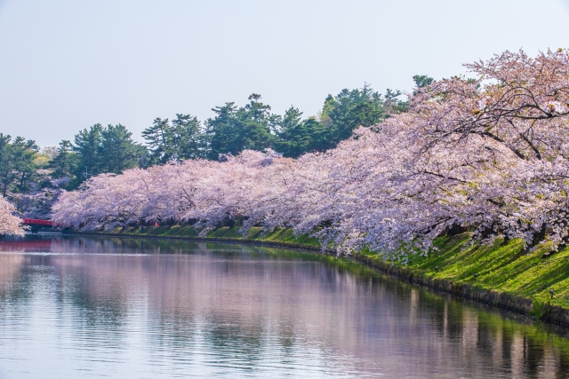弘前城桜まつり