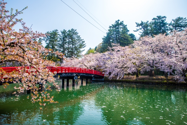 弘前さくらまつり