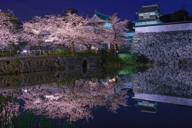 舞鶴公園の夜桜