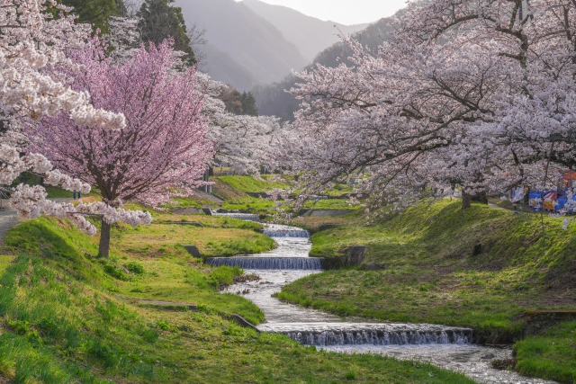 観音寺川の桜並木