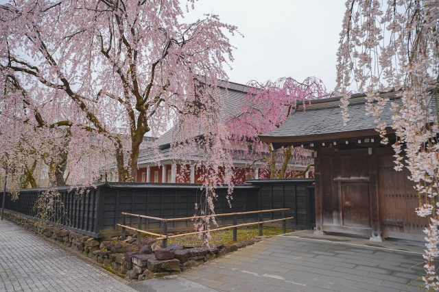 角館のしだれ桜