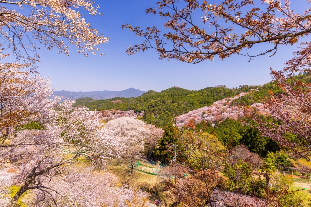 吉野山の桜
