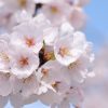 満開の桜（ソメイヨシノ）