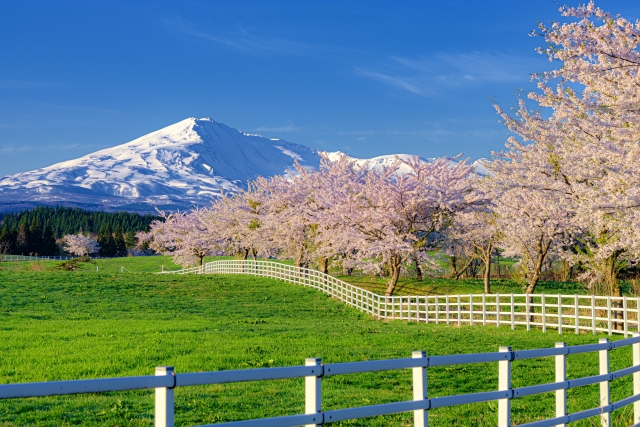 鳥海山と桜の春らしい風景