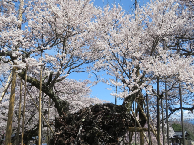山高神代桜