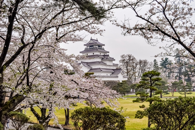 鶴ヶ城天守と桜