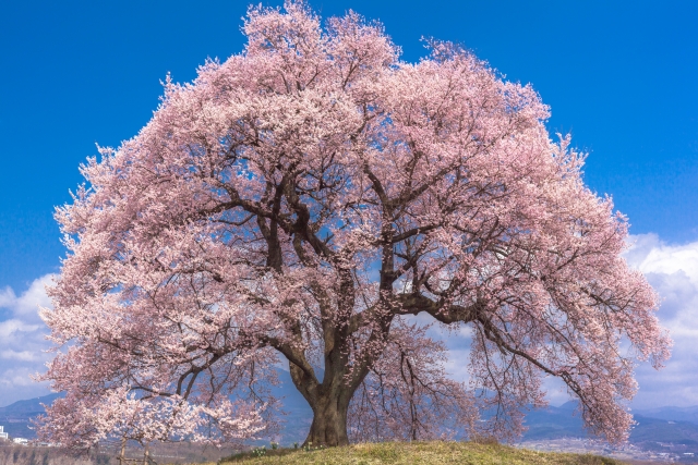 わに塚の一本桜