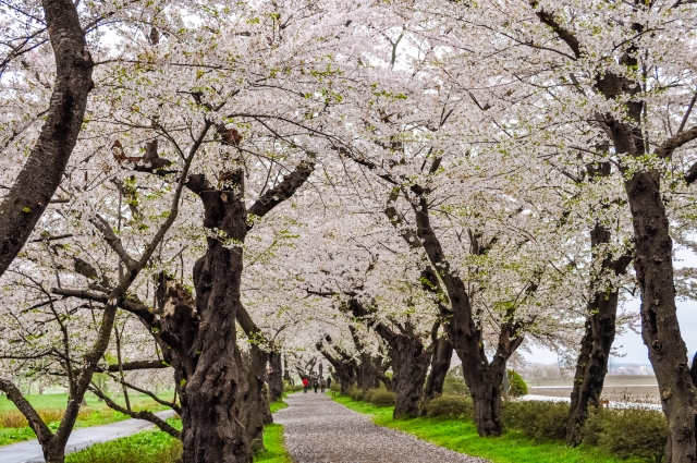 北上展勝地の桜