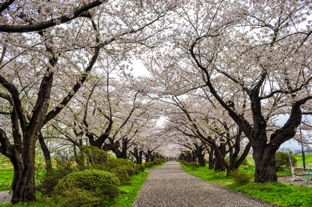 北上展勝地の桜