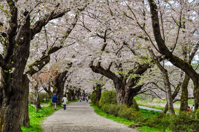 北上展勝地の桜並木