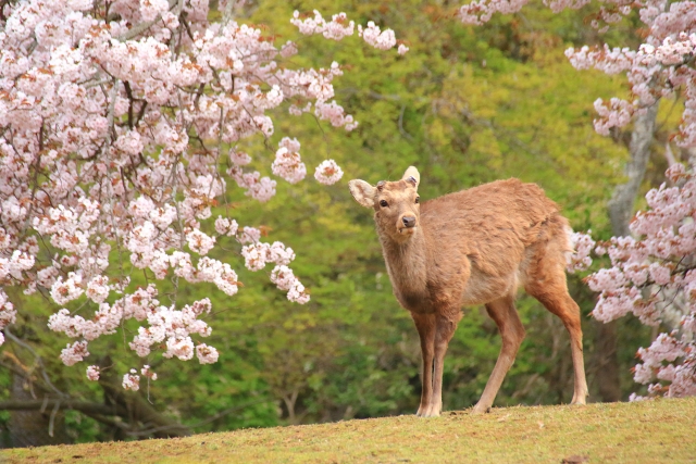 奈良公園の桜
