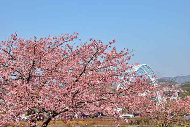 西海橋公園の桜