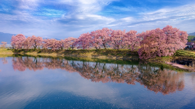 六道の堤の桜