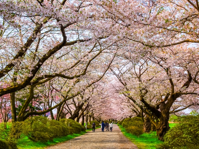 北上展勝地の桜並木