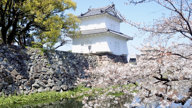 大分城址公園の桜