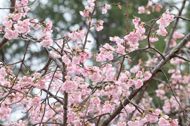 諫早公園の桜