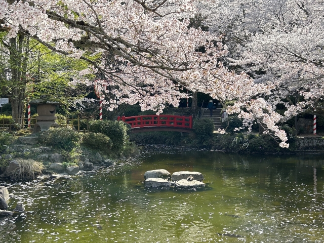 打吹公園の桜
