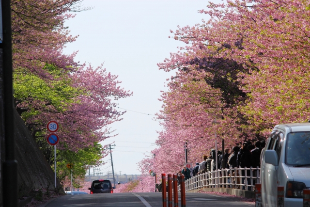 三浦海岸の河津桜
