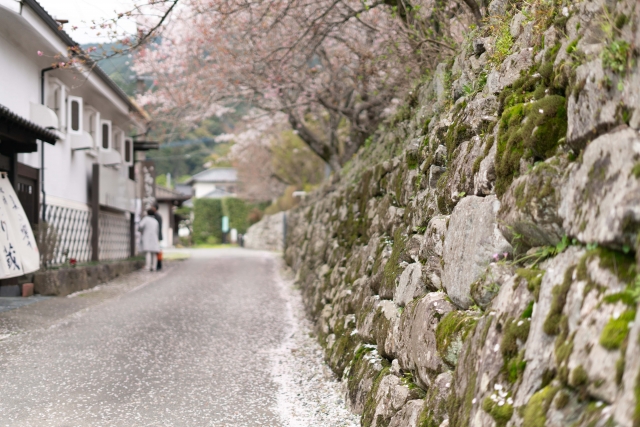 秋月城跡の桜